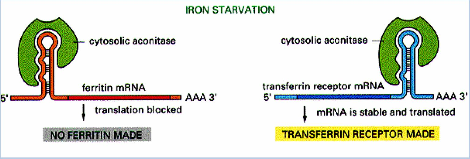 Effetto del deficit di Fe Gene della ferritina (Ft) IRP destabilizza mrna di Ft Blocco della sintesi dift Aumento di assorbimento