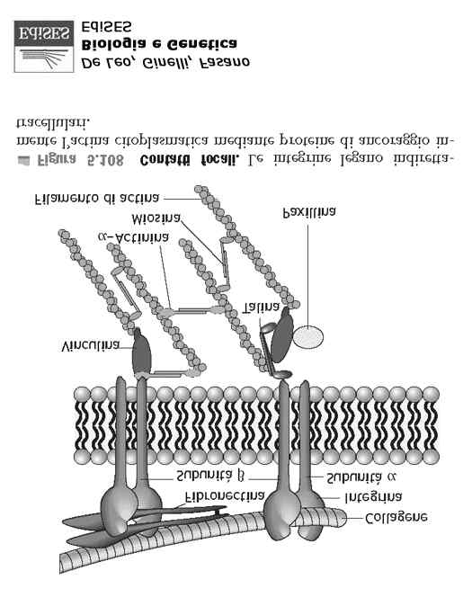 Le integrine si concentrano sui punti di
