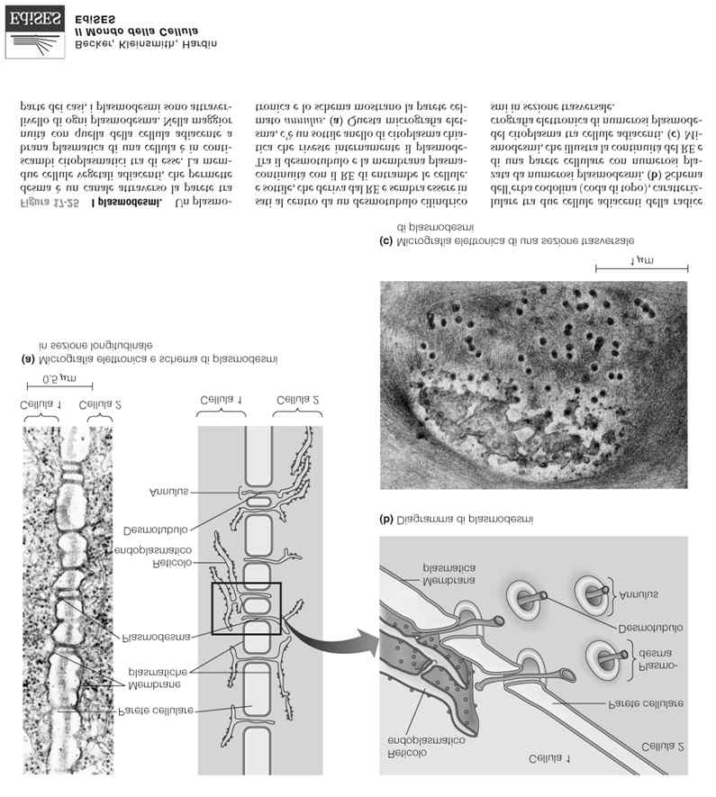 Anche nei vegetali esistono strutture analoghe alle gap-junction animali I plasmodesmi sono canali di