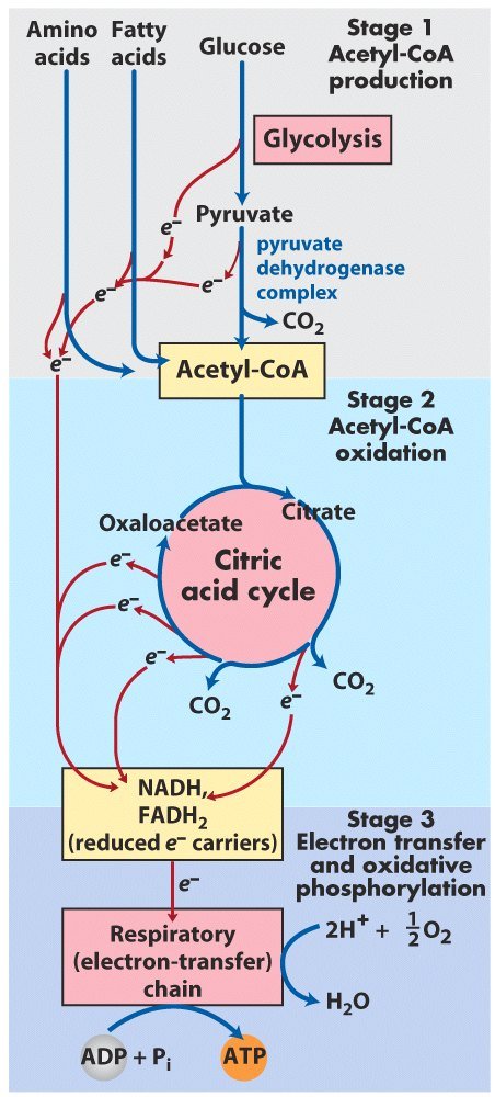 Il ciclo dell acido citrico rappresenta il processo centrale attraverso il quale vengono catabolizzati tutti i combustibili metabolici