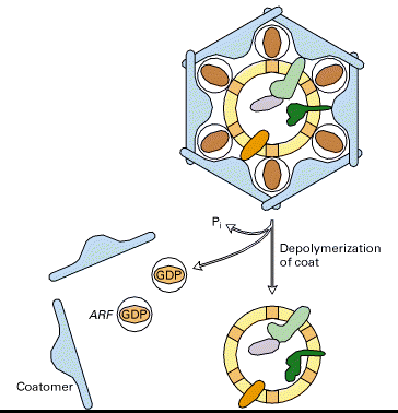 Modello di formazione delle vescicole rivestite di coatomero.