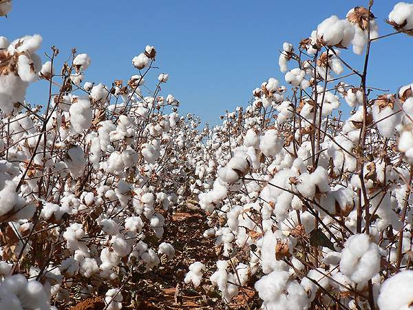 Origine vegetale Il tessuto di cotone si ricava tessendo filati di cotone ricavati dalla peluria che ricopre i semi di una pianta della specie Gossypium.