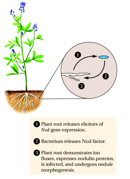 FISSAZIONE BIOLOGICA DELL AZOTO Segnali emessi dalla pianta (isoflavonoidi e betaine) inducono l espressione di geni batterici (nod) che codificano per i cosiddetti