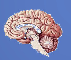 Principi di base Per mantenere l equilibrio nella posizione ortostatica, il sistema di controllo centrale integra le informazioni afferenti dai sistemi vestibolare, visivo e somatosensoriale Se uno