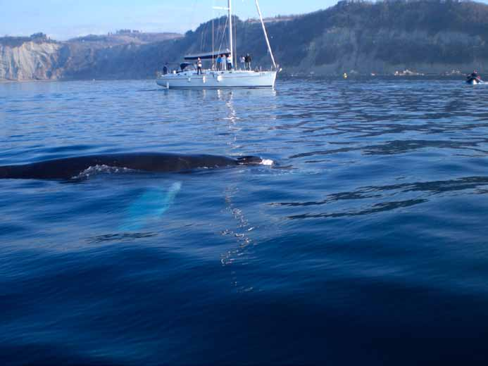 La balenottera comune viene di solito descritta come un cetaceo che vive in mare aperto dove le acque sono profonde, ma talvolta si spinge in baie e nei canali tra le isole a scopo alimentare.