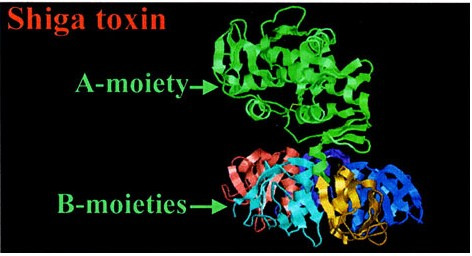 Sindrome emolitico uremica (SEU) Anemia emolitica microangiopatica Trombocitopenia Insufficienza renale acuta (richiede dialisi) 80% dei casi è associata a infezione intestinale da VTEC Si verifica