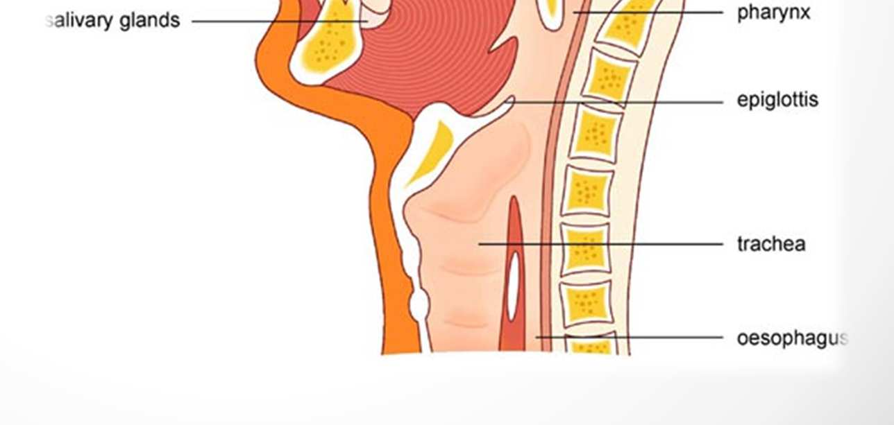 hard palate nose upper lip lower lip teeth salivary glands tongue soft palate pharynx epiglottis windpipe oesophagus Palato