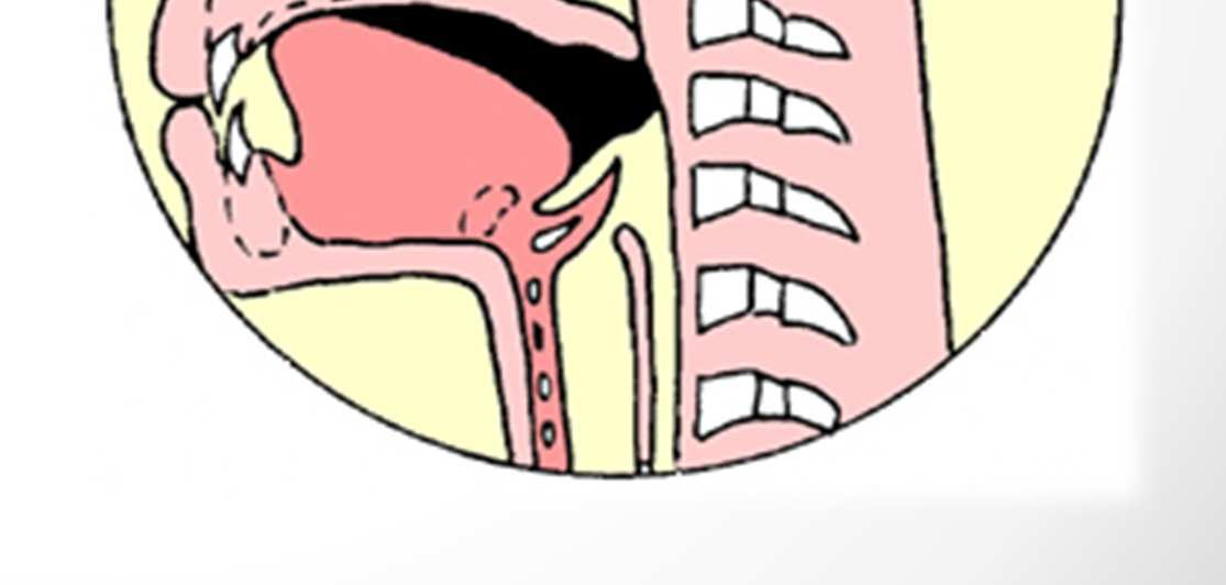 FASE 2: stadio orale O CONVOGLIAMENTO DEL CIBO VERSO L ISTMO DELLE FAUCI ED