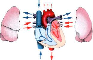 Piccolo e grande circolo La piccola circolazione è quella che avviene nelle parti destre del cuore.