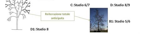 18 Tali fasi sono espressione dell integrazione tra gli obiettivi morfologici predefiniti, comuni a qualsiasi esemplare arboreo (crescita in altezza, crescita in volume e mantenimento dell