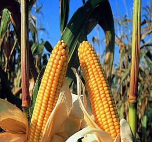 7 WP2: Strategie utili alla prevenzione e al contenimento dello sviluppo di micotossine Sintesi attività su mais - Ricerca 1.