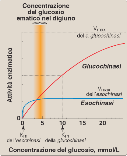 funziona su + substrati anche a basse concentrazioni di glucosio, a velocità ridotta, sequestra solo gli zuccheri realmente utilizzabili.