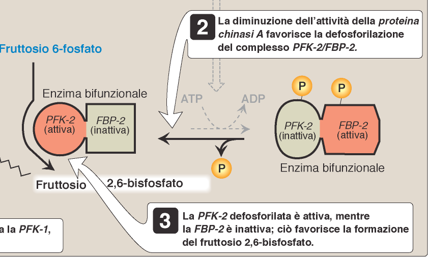 PFK= fosfofruttokinasi