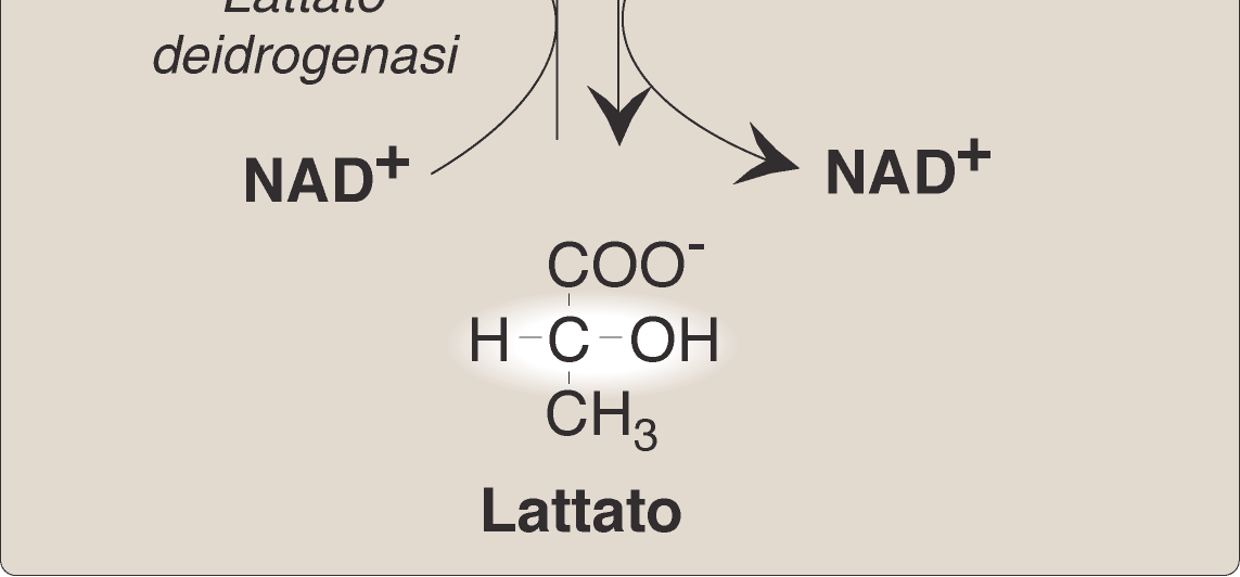 Quando nel muscolo scheletrico la produzione di NADH eccede la capacità riossidativa (catena respiratoria), allora il rapporto NADH/NAD diventa elevato e questo favorisce la trasformazione del