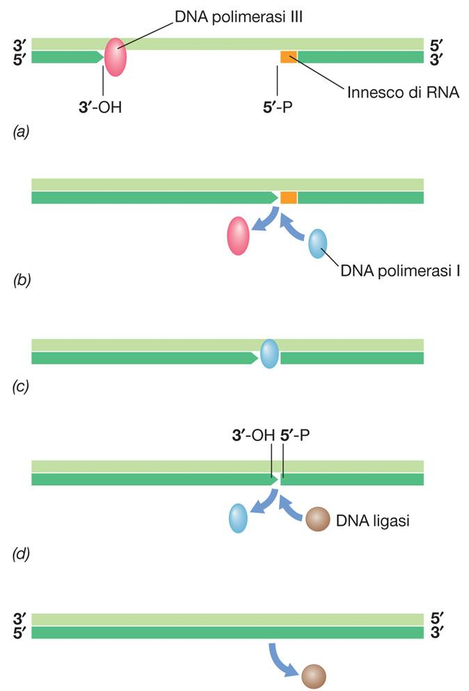 Primer Replicazione del