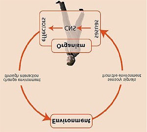 1 PsicoFisiologia sensoriale: Come interagiamo nell ambiente, tramite vista e tatto Introduzione Nel capitolo introduttivo si vuole trattare brevemente come gli organi sensoriali della vista e del