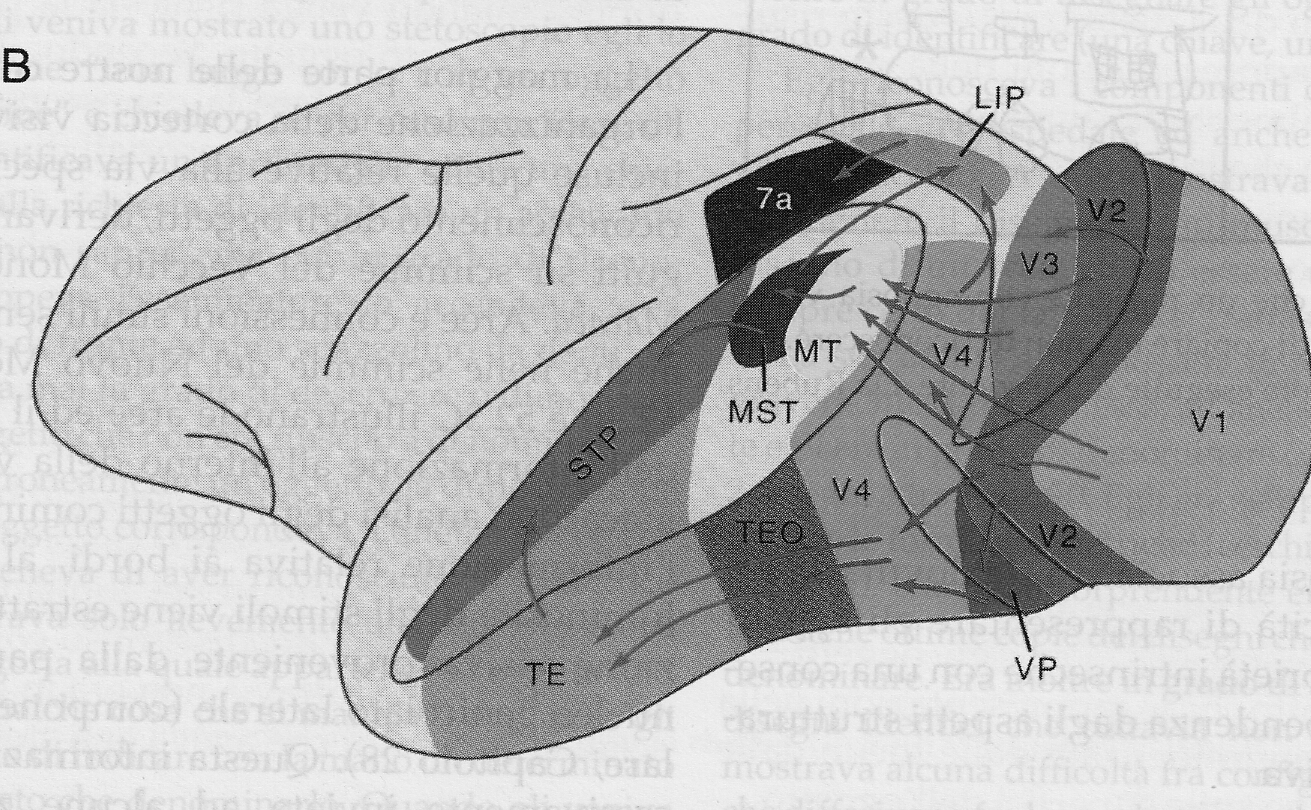 Dalla corteccia striata alle aree extra-striate: due vie parallele FLUSSI