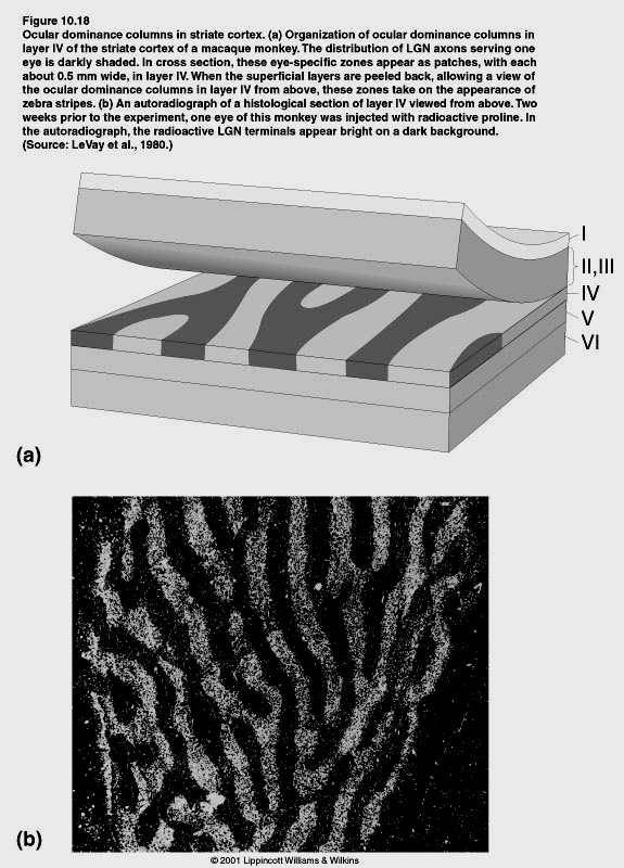Le afferenze dai due occhi sono segregate anche nella corteccia visiva pimaria Colonne di dominanza oculare: fino