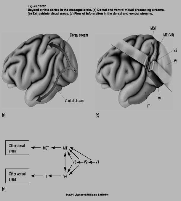 La corteccia inferotemporale (IT = 20, 21) Riceve da V4 Importante per RICONOSCIMENTO