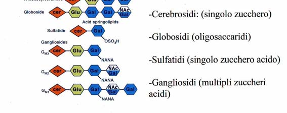 Glicosfingolipidi, GSLs Composti anfipatici che comprendono subunità glucidiche legate ad un ceramide. Sono costituenti ubiquitari della membrana plasmatica di tutte le cellule dei Vertebrati.
