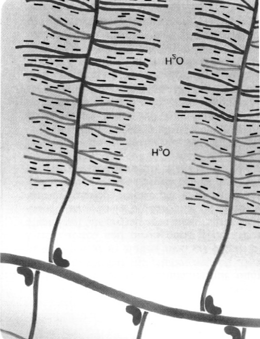 Rapporti delle catene dei monomeri proteoglicanici con l acqua Interazione proteoglicani collagene Fibre collagene Strato tangenziale superficiale Resistenza allo stress tensile da pressione