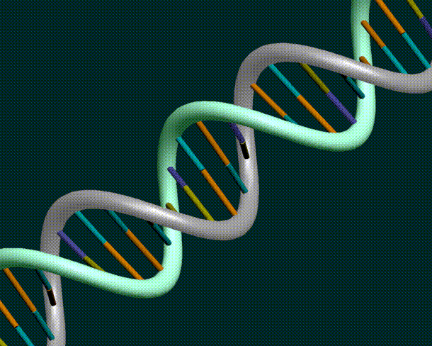 nuove frontiere della rintracciabilità Tracciabilità genetica = confronto tra il DNA estratto da due matrici biologiche diverse di uno stesso animale progetto di costruzione della mappa genomica del
