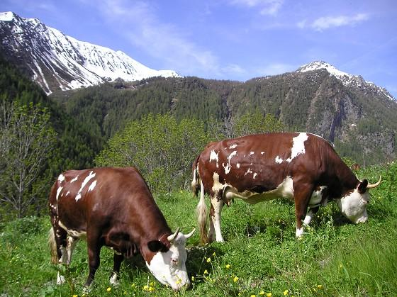 consumatore forte attenzione settori più a monte della filiera agro alimentare (alimentazione zootecnica)