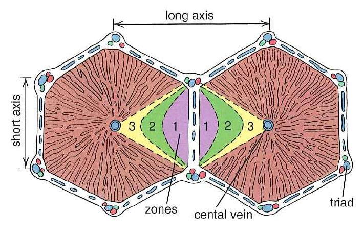 Il lobulo portale, a forma di prisma triangolare, viene identificato in sezione come un area triangolare compresa tra tre vene centrolobulari, con al centro uno spazio porto-biliare; in questo