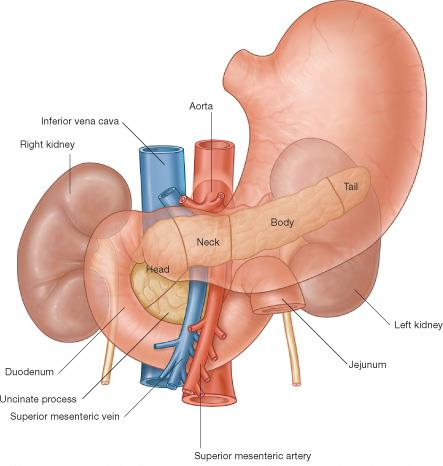 2 Pancreas Il pancreas è una ghiandola a secrezione mista, esocrina ed endocrina.