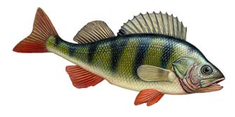 7 Come si chiama questo pesce? a) Coregone b) Salmerino fontinalis c) Cavedano 8 Come si chiama questo pesce? a) Siluro b) Anguilla c) Bottatrice 9 Come si chiama questo pesce?