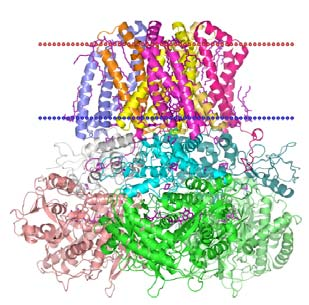 Succinato deidrogenasi E una proteina che contiene tre differenti tipi di centri ferro zolfo (Fe S).