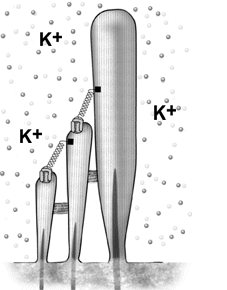 La depolarizzazione della cellula ciliata (condizionato dal numero di canali meccano-sensibili aperti) induce l apertura di canali del Ca 2+ voltaggio dipendenti nella parete laterale della IHC.