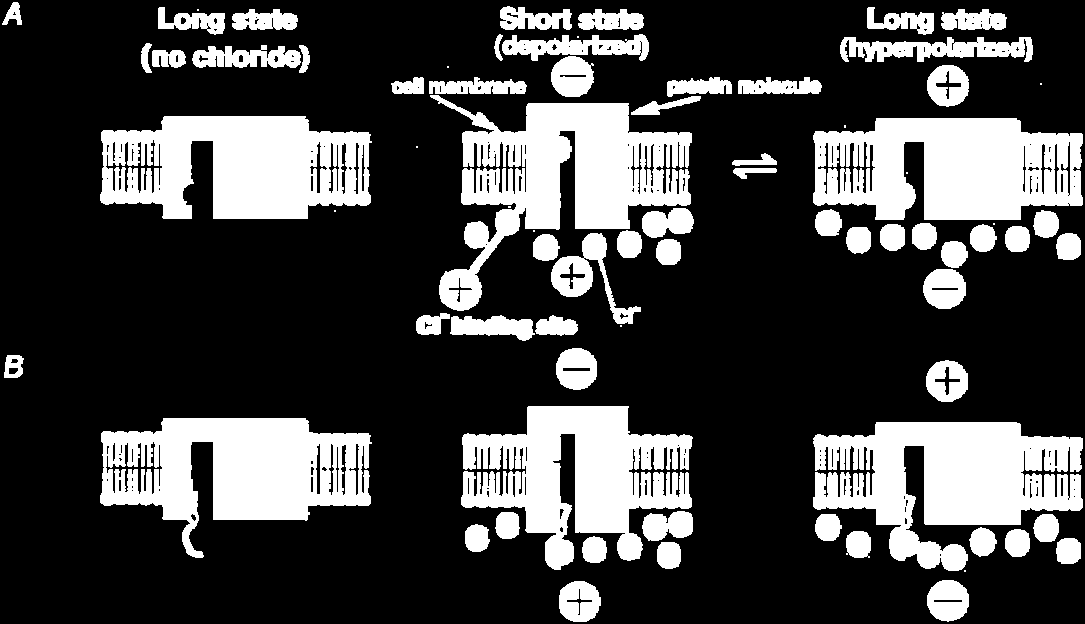 La contrazione delle OHC è il risultato della somma della contrazione di una serie di elementi motori localizzati a livello della parete cellulare.