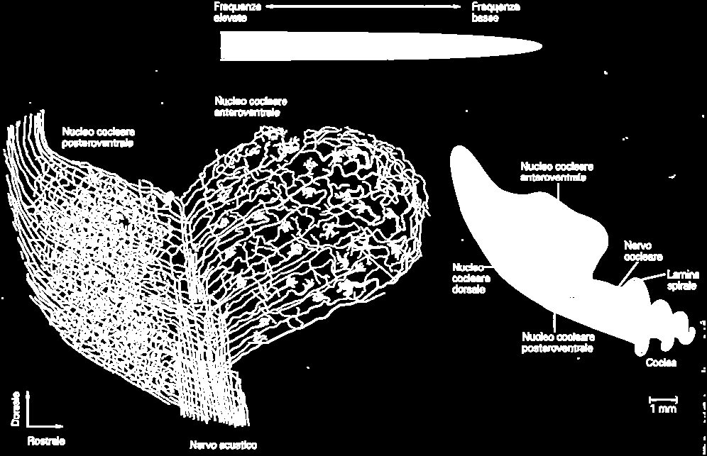 Le fibre del ganglio spirale entrano nel bulbo e raggiungono i nuclei cocleari dorsale e ventrale, nonché il nucleo olivare superiore.
