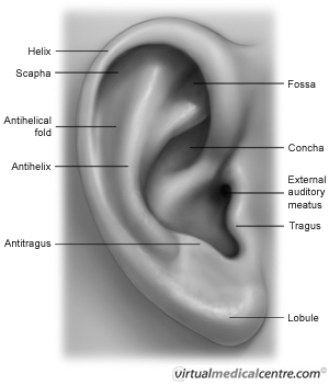 Differenza di intensità Ruolo del padiglione Il padiglione auricolare ci aiuta a capire se un suono viene da davanti o da dietro.