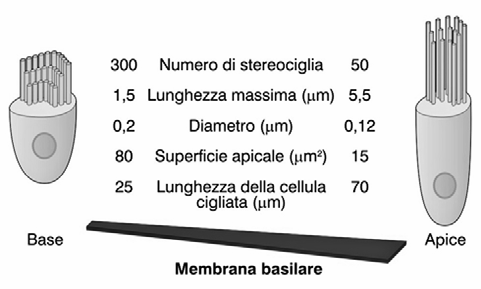 Benché il dotto vestibolare e quello timpanico siano in comunicazione all estremità della coclea (elicotrema), dalla finestra ovale le onde elastiche giungono alla finestra rotonda attraversando il