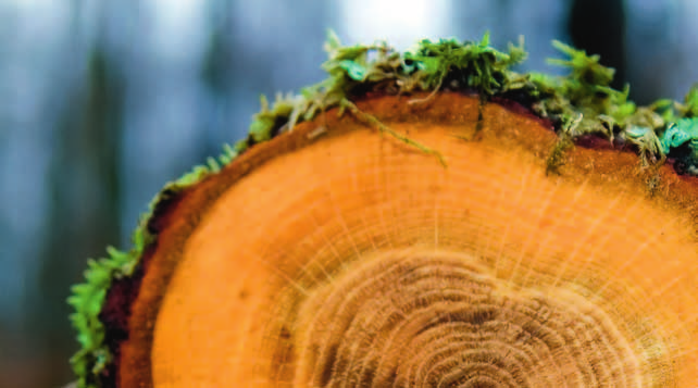 L impegno di Piatti verso l ambiente in breve Nel bilancio ecologico le cucine in materiali a base di legno ottengono un risultato buono almeno quanto le cucine in legno massiccio.