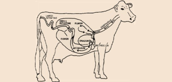 Cenni sulla fisiologia della digestione nei mammiferi poligastrici Categories : Anno 2014, N.