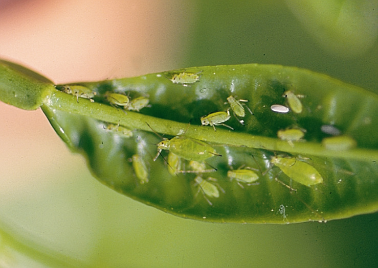 4.2. La difesa in primavera-estate Dopo l inverno nel periodo primaverile tra i primi insetti che si manifestano negli agrumeti vi sono gli afidi (fig. 13).