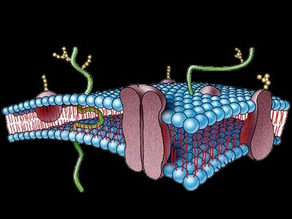 MEMBRANA