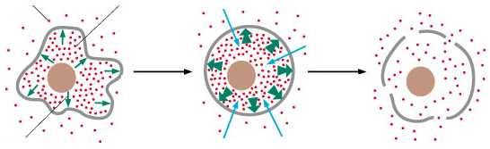 Mantenimento del bilancio osmotico L acqua si muove attraverso la membrana cellulare dalla zona a bassa concentrazione di soluto (alta [H 2 O]) ad