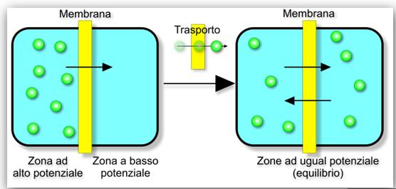 Cellule & Diffusione Acqua-ossigeno-anidride carbonica e altre molecole semplici diffondono liberamente attraverso la membrana plasmatica, attraverso il doppio strato fosfolipidico La diffusione
