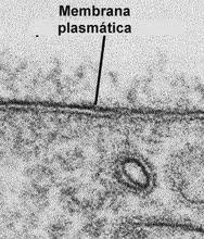 MEMBRANA CELLULRE La membrana plasmatica svolge molteplici funzioni: Regola gli scambi di sostanze tra interno ed esterno delle cellule e degli organismi unicellulari Protegge l integrità di ogni
