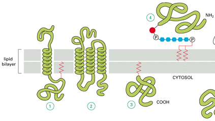 Configurazione delle proteine Proteine trans-membrana Lunghezza non regolare α-elica: prot.