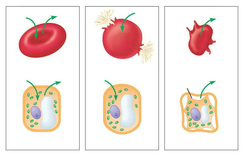 Comportamento delle cellule poste in soluzioni con diversa concentrazione: Soluzione isotonica Soluzione ipotonica Soluzione ipertonica H 2 O H 2 O H 2 O H 2 O Cellula animale