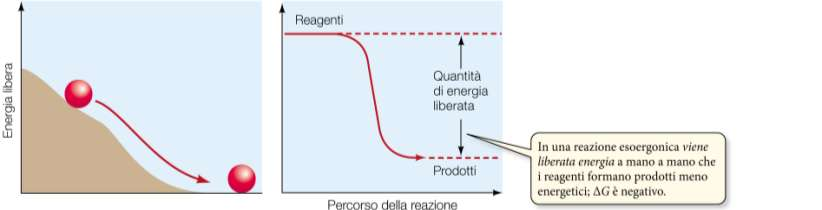 Reazioni esoergoniche (liberano energia) ed endoergoniche (necessitano energia).