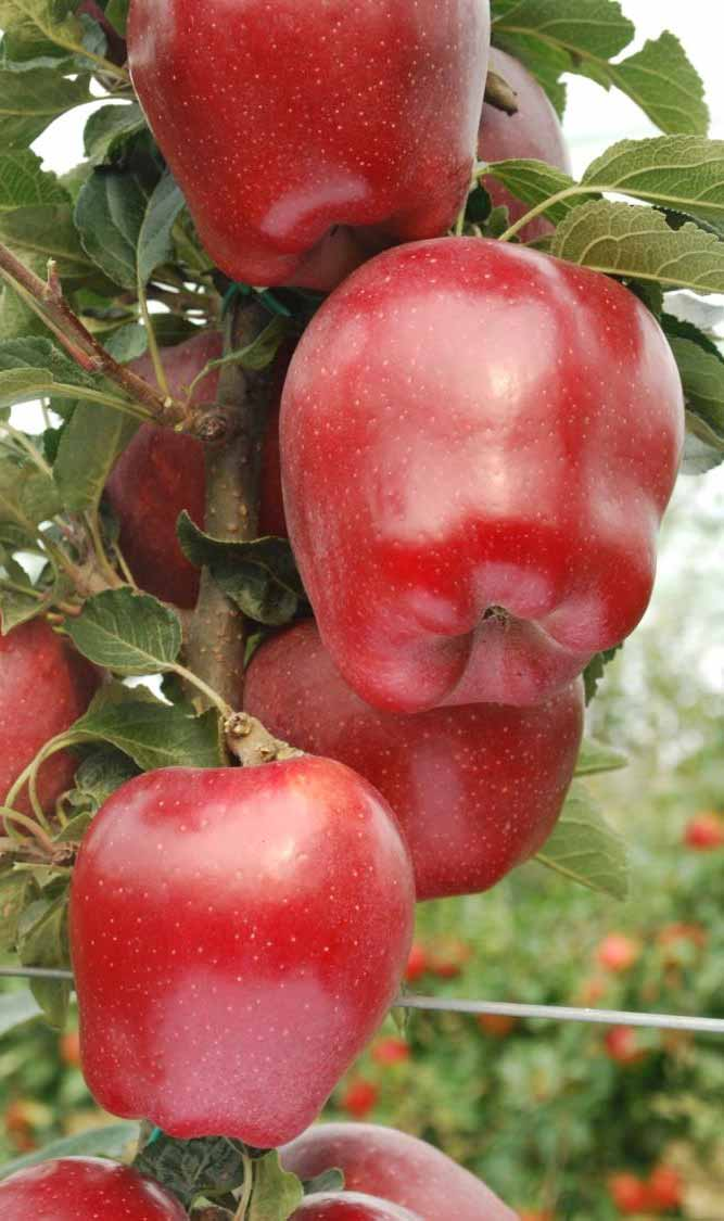 Gruppo Red Delicious Standard estetico