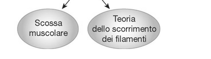 1. 1. Il potenziale d azione nel motoneurone somatico raggiunge il terminale assonale. 2. I canali del Ca 2+ voltaggio-dipendente si aprono.