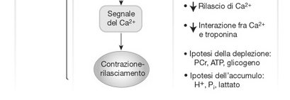 Se il muscolo raggiunge una tensione costante, è nella condizione di tetano completo.