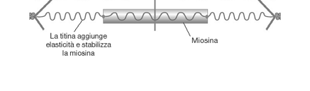 La titina è una enorme proteina elastica che occupa tutta la distanza tra disco Z e linea M.